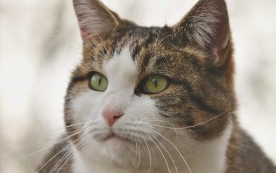 What is Feline Infectious Peritonitis?