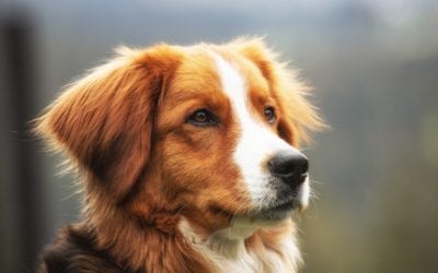 Choosing the Right Dog for Your Family