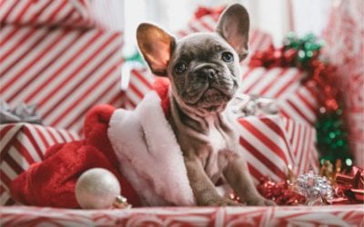 What to Consider Before Giving Pets as Gifts