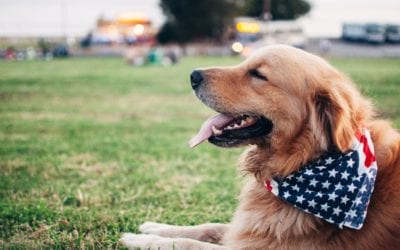 Keeping Your Pet Calm on the Fourth of July