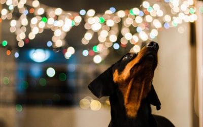 Tips to Help Your Pet Safely Enjoy the Holidays