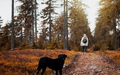 Keeping Pets Safe in the Fall
