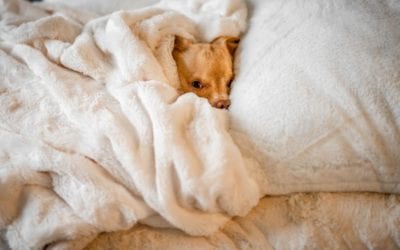Keeping Pets Safe in the Winter