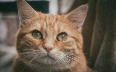 Why Do Cats Need Meat in Their Diet?