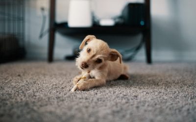 How to Prevent Separation Anxiety From Developing in Your New Puppy