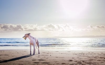 How to Keep Your Dog Safe at the Beach