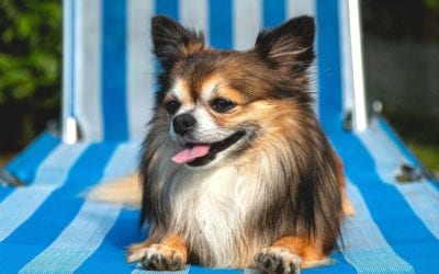 How to Help Your Pet During a Heat Exhaustion Episode