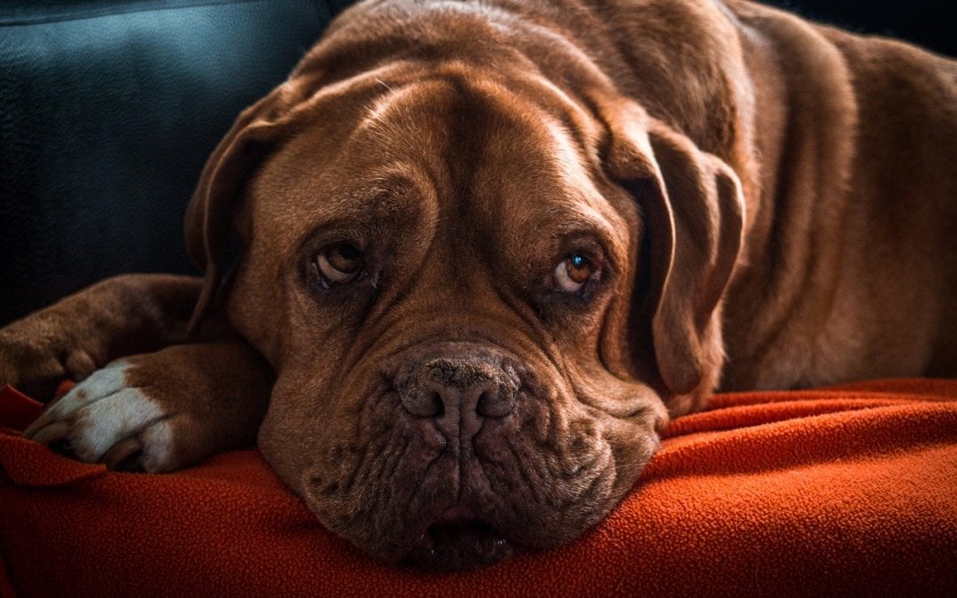 6 Signs of Cognitive Dysfunction in Pets