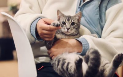 3 Tips To Making Your Cat’s Visit to the Vet a Little More Bearable